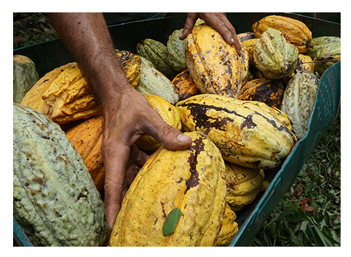 Sustainable cocoa